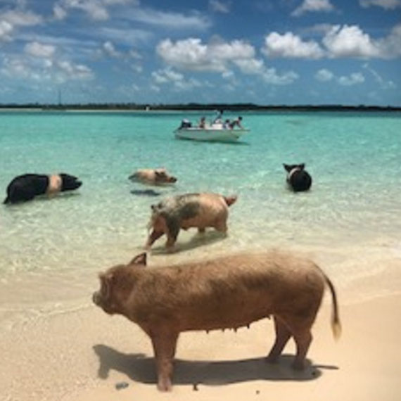 Pigs on the Beach